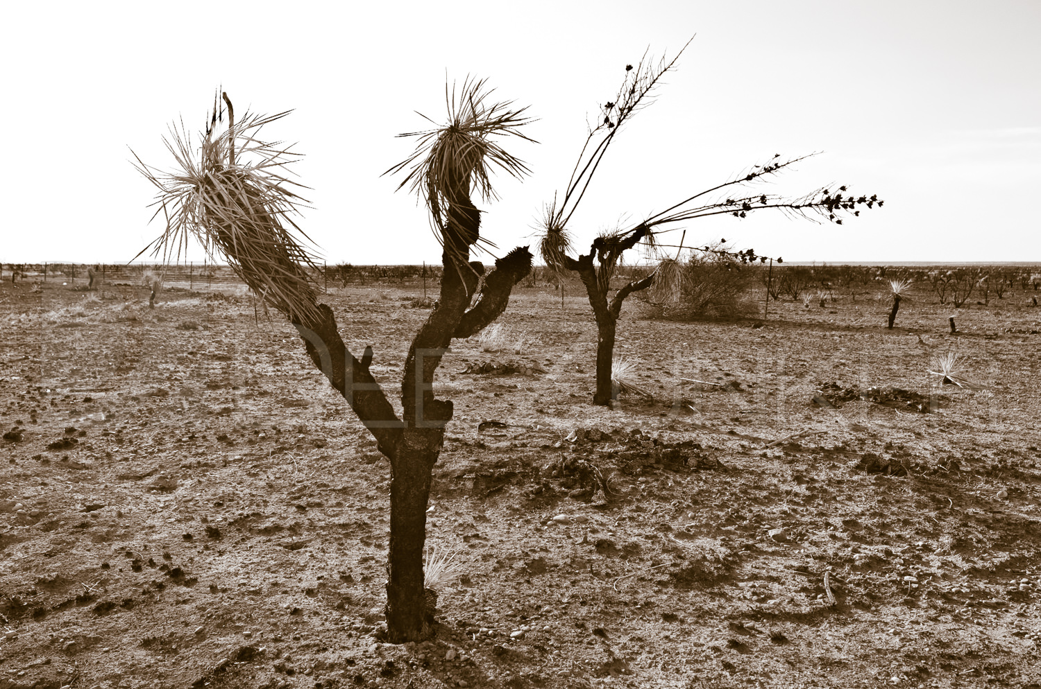 New Mexico Desert after a fire