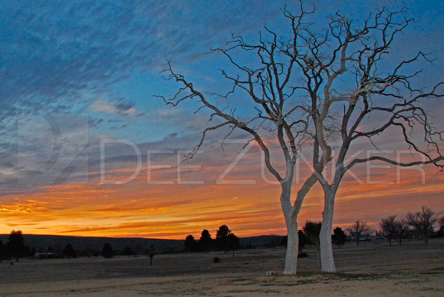 Two Trees in a New Mexico Sunset by Houston Commercial Architectural Photographer Dee Zunker