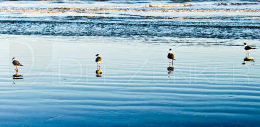 “Hold the Line” – Seagulls in Galveston