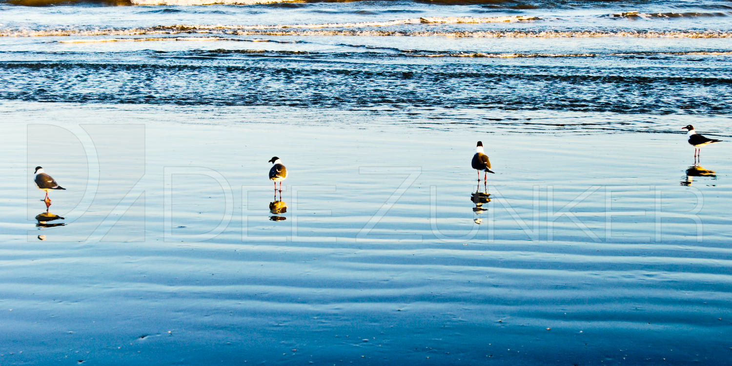 Seagulls in a line Galveston, TX Houston Commercial Architectural Photographer Dee Zunker