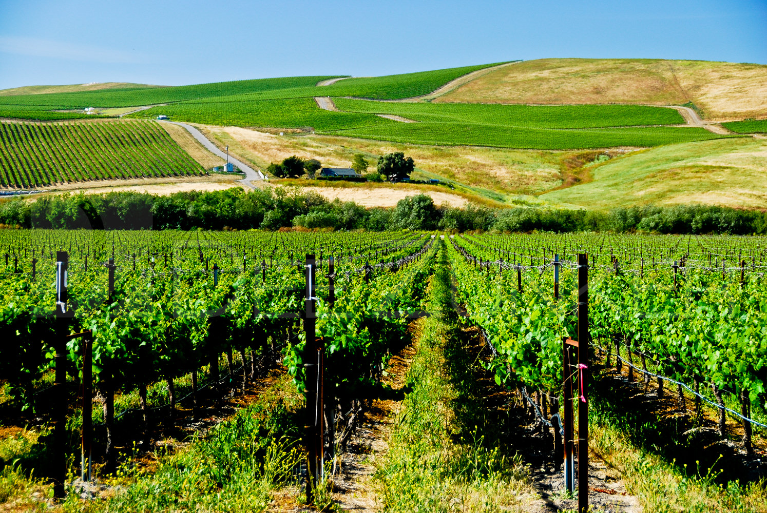 vineyard in California Santa Ynez valley Houston Commercial Architectural Photographer Dee Zunker