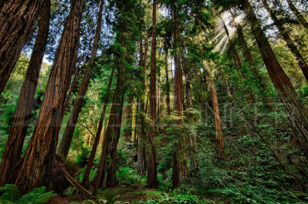 Sun Through the Redwoods  MuirWoods40_Zunker_2012-Edit.psd  Houston Commercial Architectural Photographer Dee Zunker