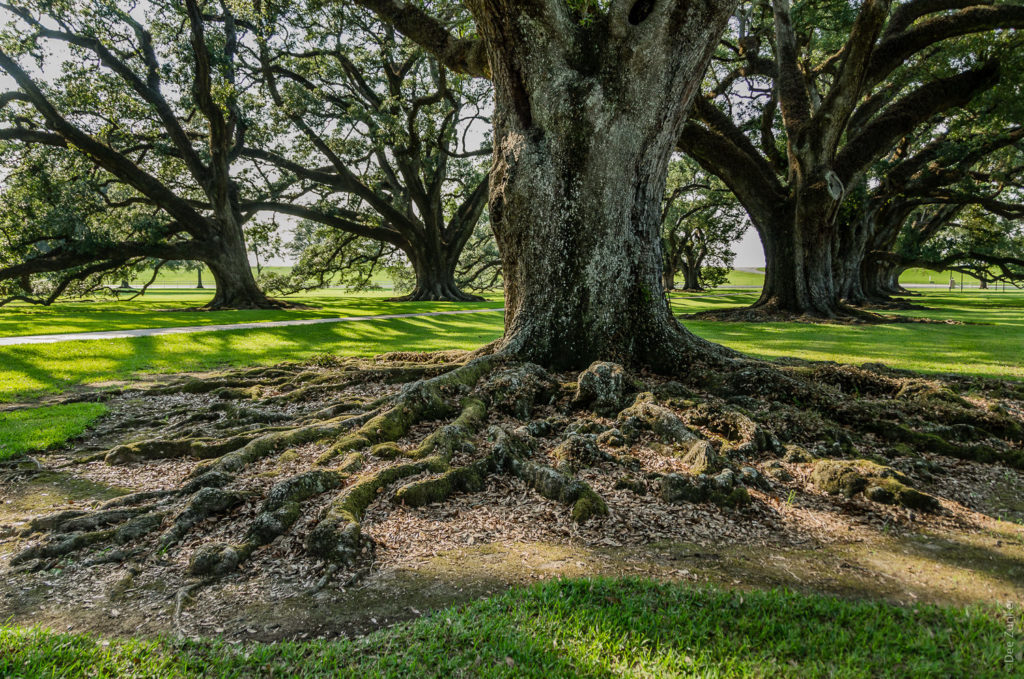 Old River Oak Tree in Color on River Road in Louisiana photo by Houston Commercial Photographer Dee Zunker
