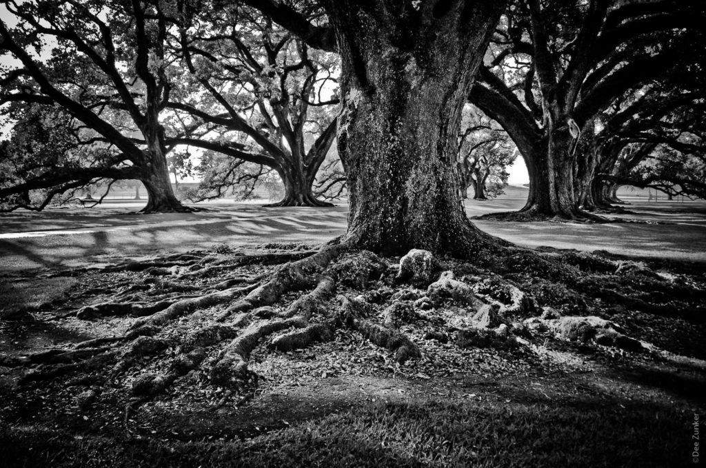 Old River Oak Tree in Black and White on River Road in Louisiana photo by Houston Commercial Photographer Dee Zunker