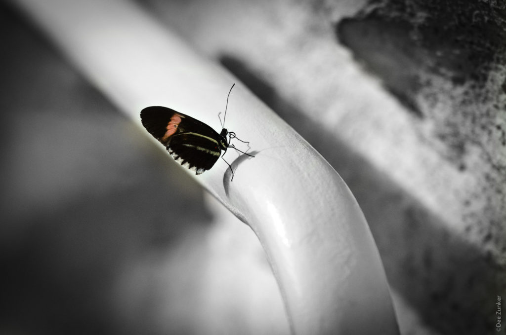 Simple Pleasuresall in Bokeh  Butterfly pictures, White butterfly,  Beautiful butterflies