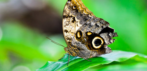 Bokeh and the Butterfly