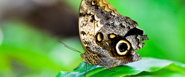 Bokeh and the Butterfly