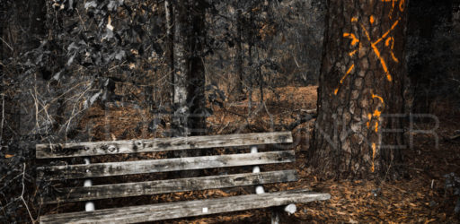 Marked Pines of Memorial Park