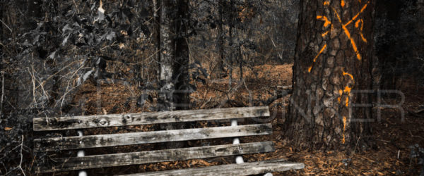 Marked Pines of Memorial Park