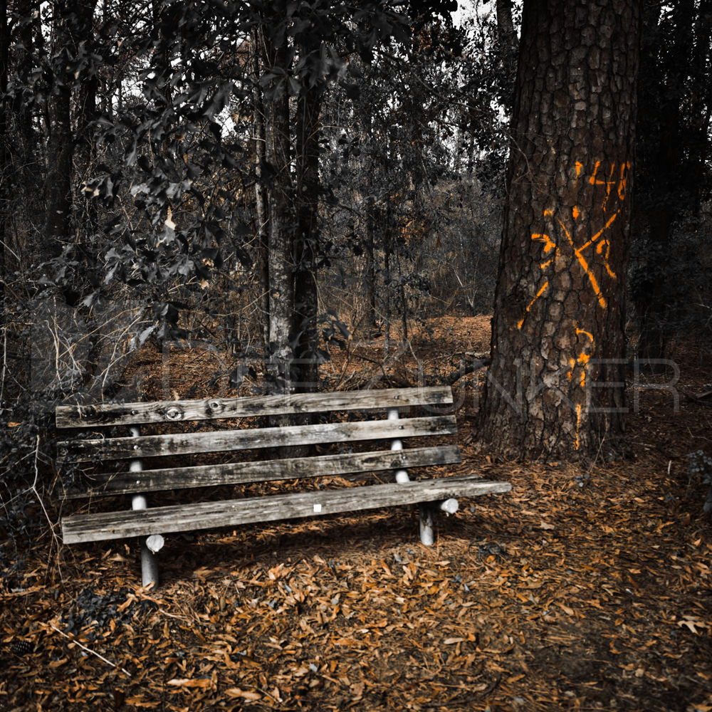 Memorial Marked Pine next to a bench in 2012 by Houston Commercial Architectural Photographer Dee Zunker