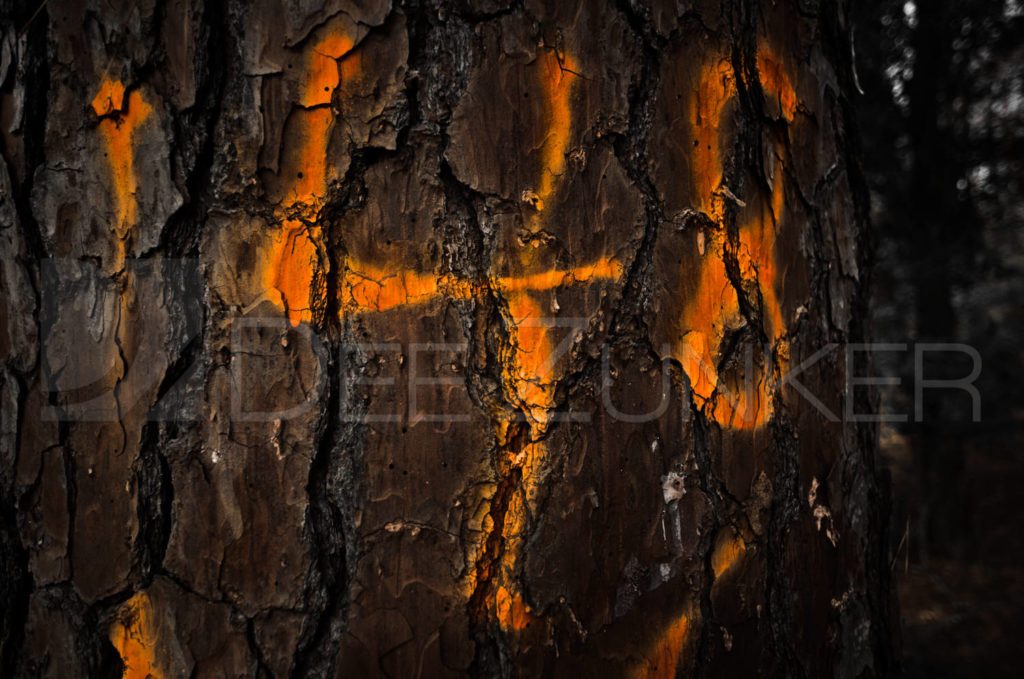Memorial_Marked_Pines_013.dng Houston Commercial Architectural Photographer Dee Zunker