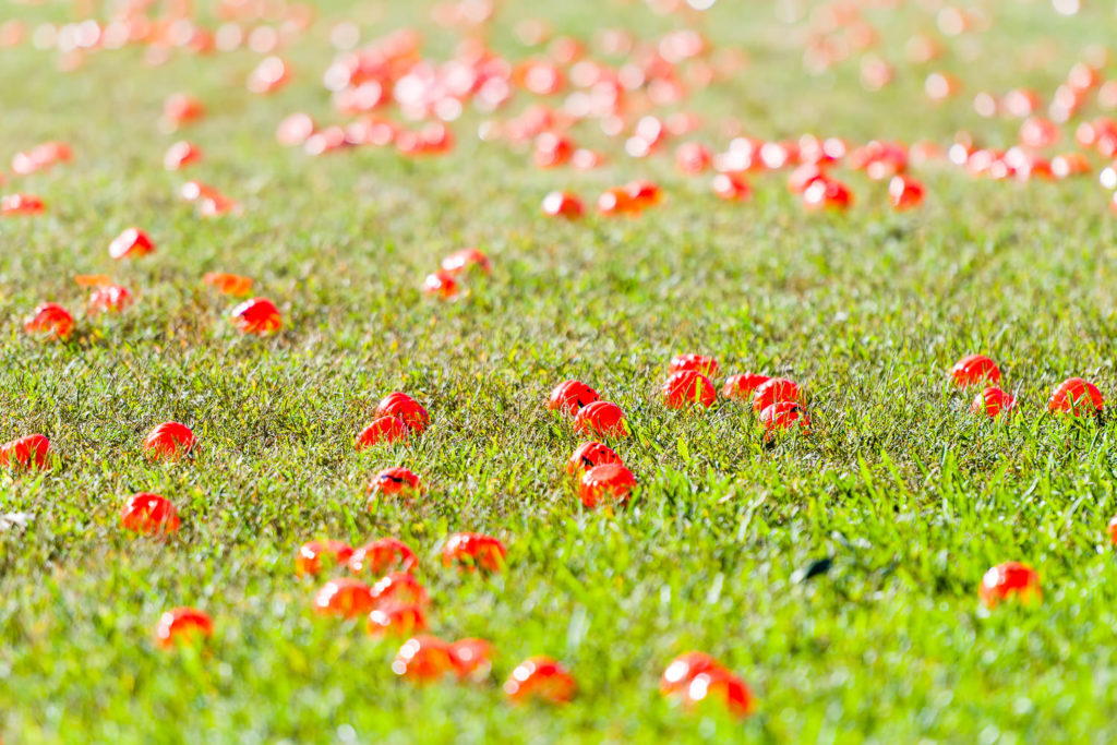 3182-Bellaire-PumpkinHunt-001.NEF  Houston Commercial Architectural Photographer Dee Zunker