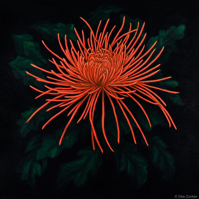 Custom oil painting of a vivid red spider chrysanthemum on dark background, product photography by Dee Zunker Photography Houston.