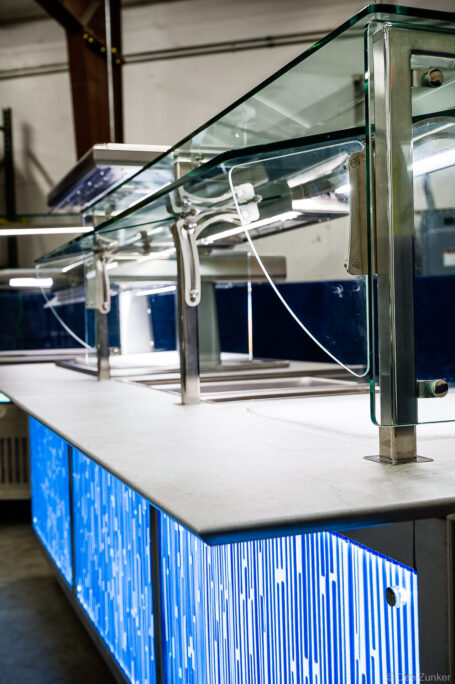 Commercial food service counter with glass sneeze guards, stainless steel supports, and illuminated blue LED base panels, Houston product photography.