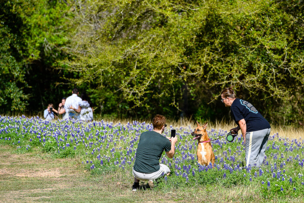 People photographing a dog sitting among Texas bluebonnets in a wildflower field at the Energy Corridor, Houston TX.