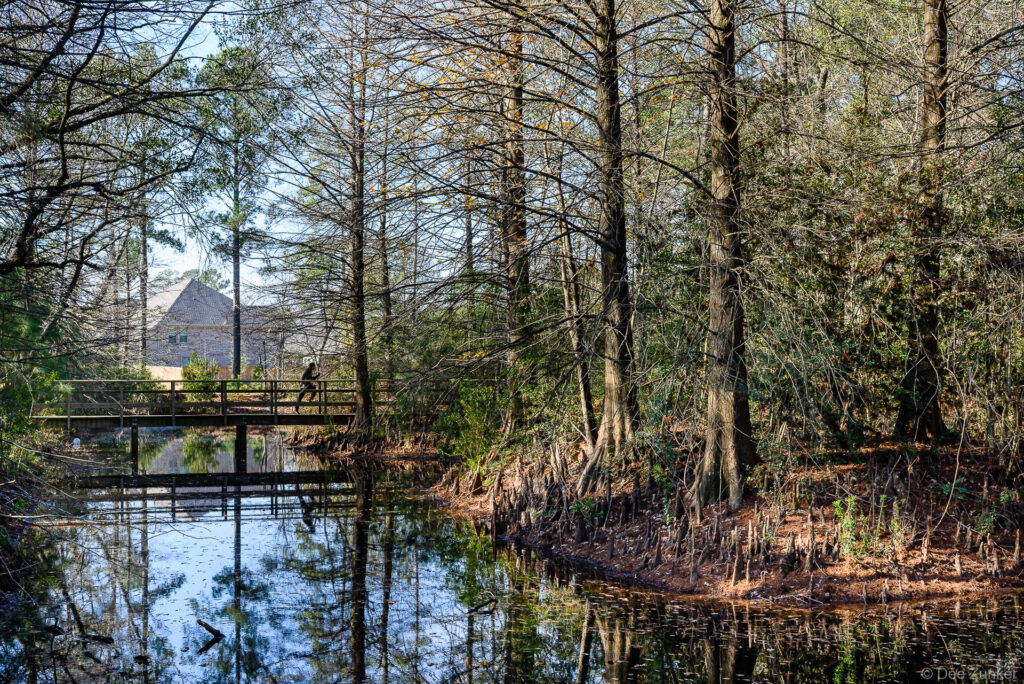 Person walking wooden boardwalk over calm cypress swamp reflection pool surrounded by bald cypress trees with knees, Houston TX landscape photography.